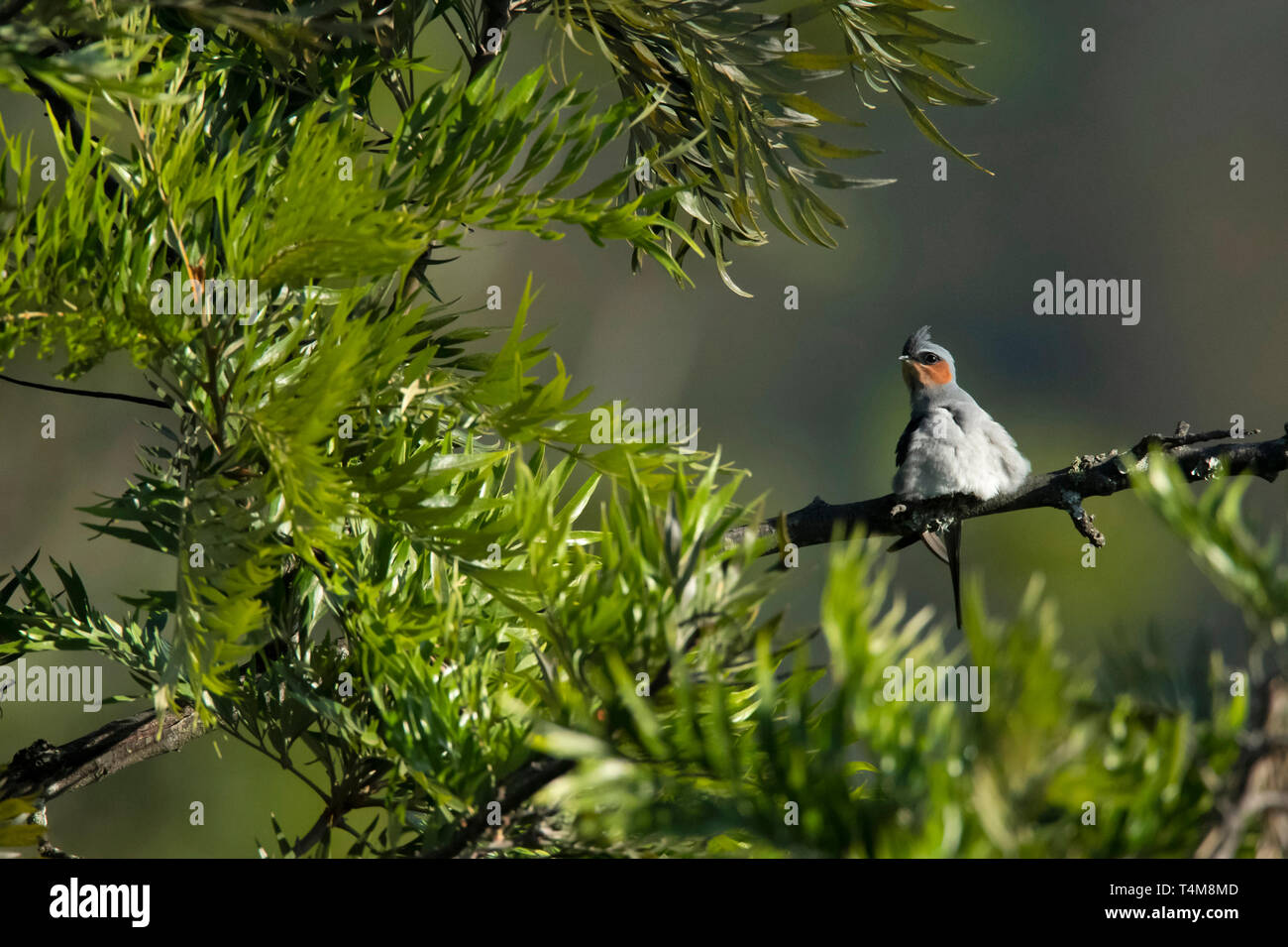 Crested Treeswift Hemiprocne coronata, Nilgiri, Montagnes, Western Ghats, Tamil Nadu, Inde. Banque D'Images