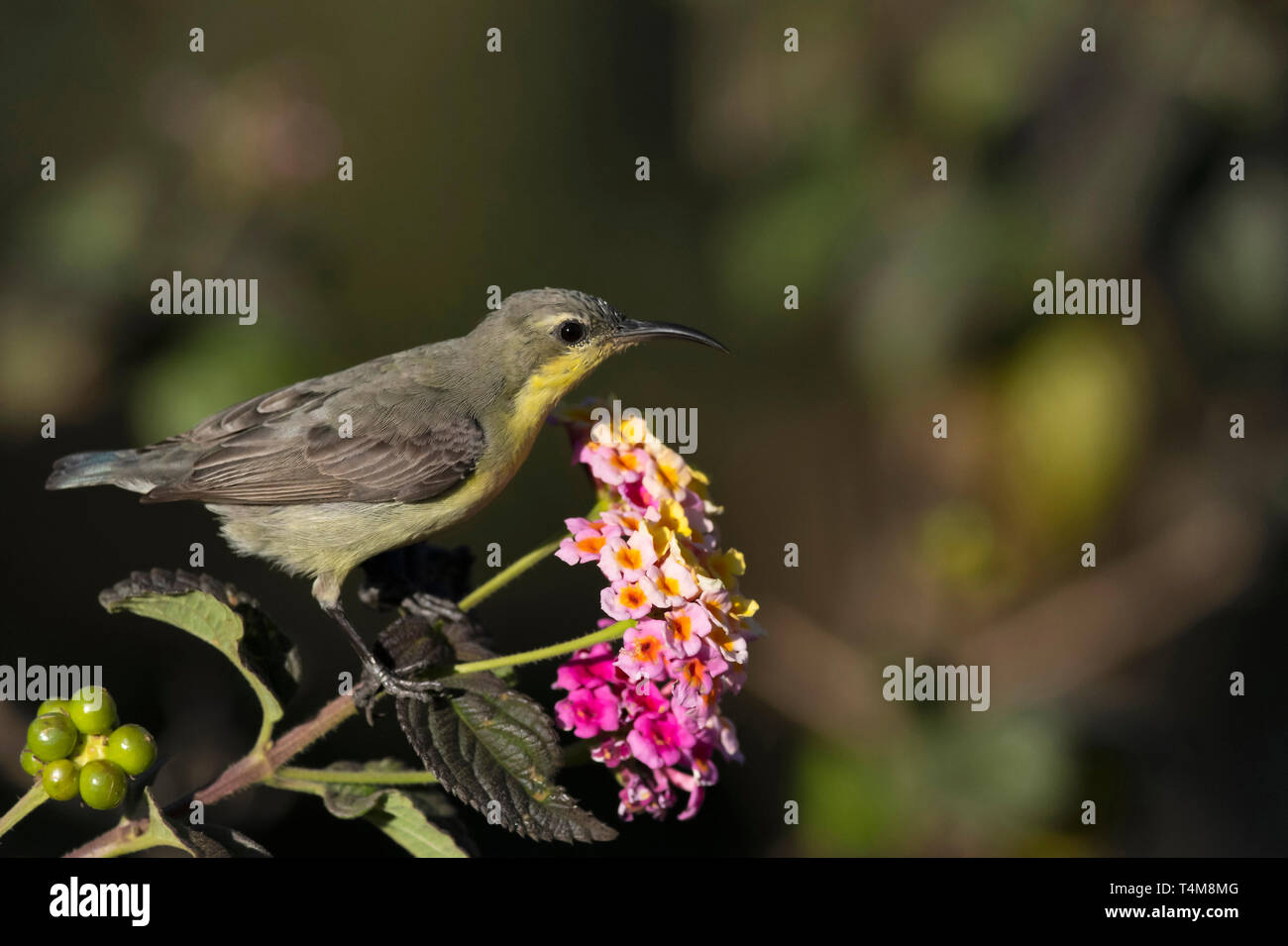 Purple sunbird, Chalcomitra asiaticus, femme, montagnes de Nilgiri, Western Ghats, Tamil Nadu, Inde. Banque D'Images
