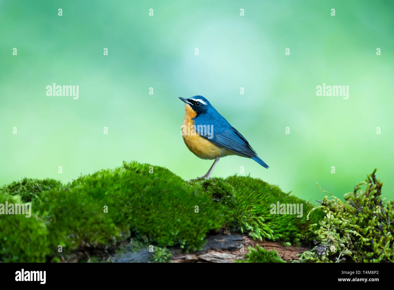 Bleu indien robin, Larvivora brunnea, homme, montagnes de Nilgiri, Western Ghats, Tamil Nadu, Inde. Banque D'Images