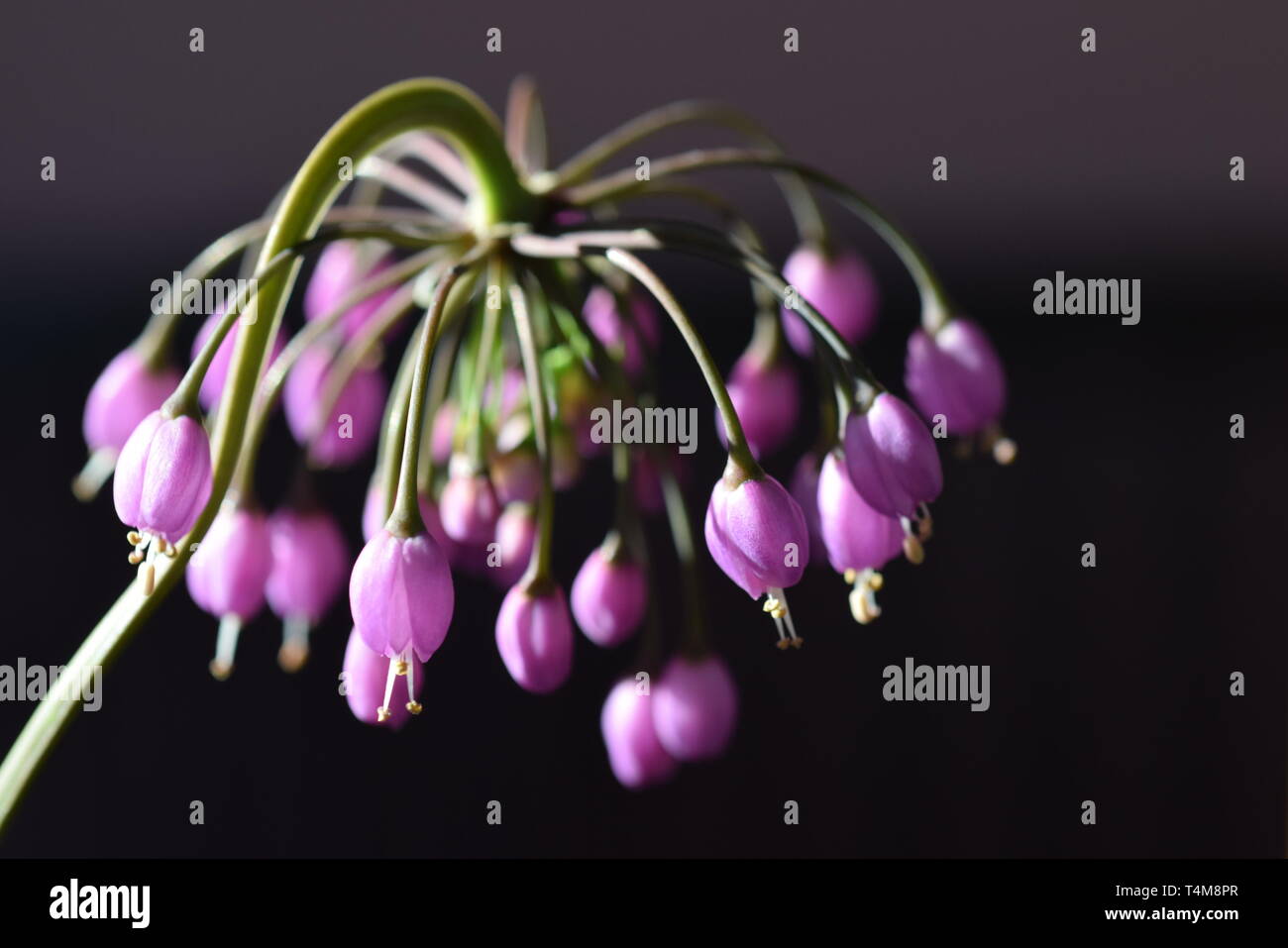 L'Allium cernuum Banque D'Images