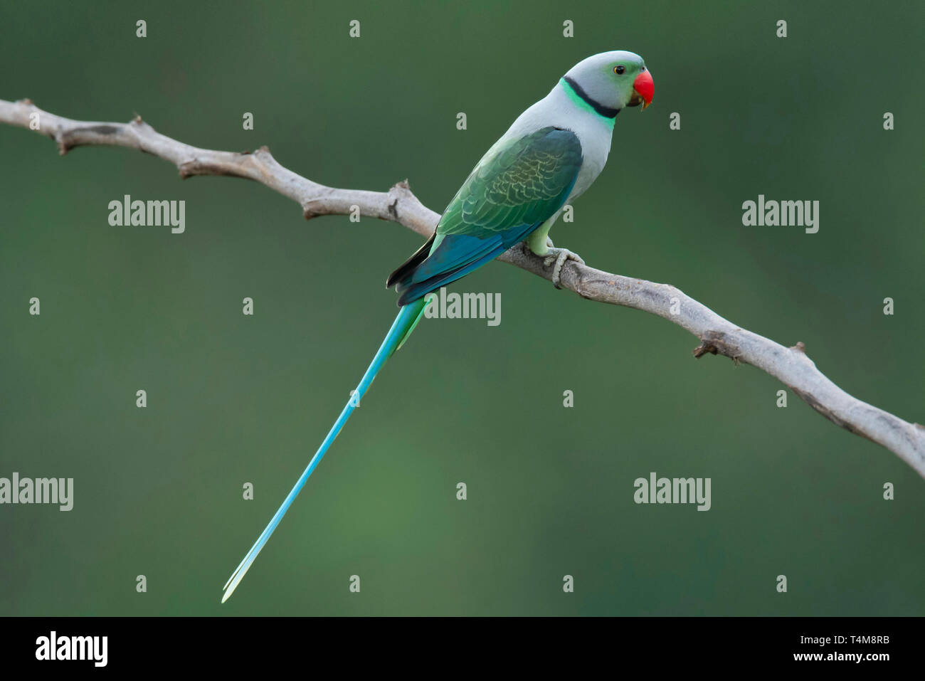 Blue-winged parakeet toui, Malabar, Psittacula columboides, homme, montagnes de Nilgiri, Western Ghats, Tamil Nadu, Inde. Banque D'Images