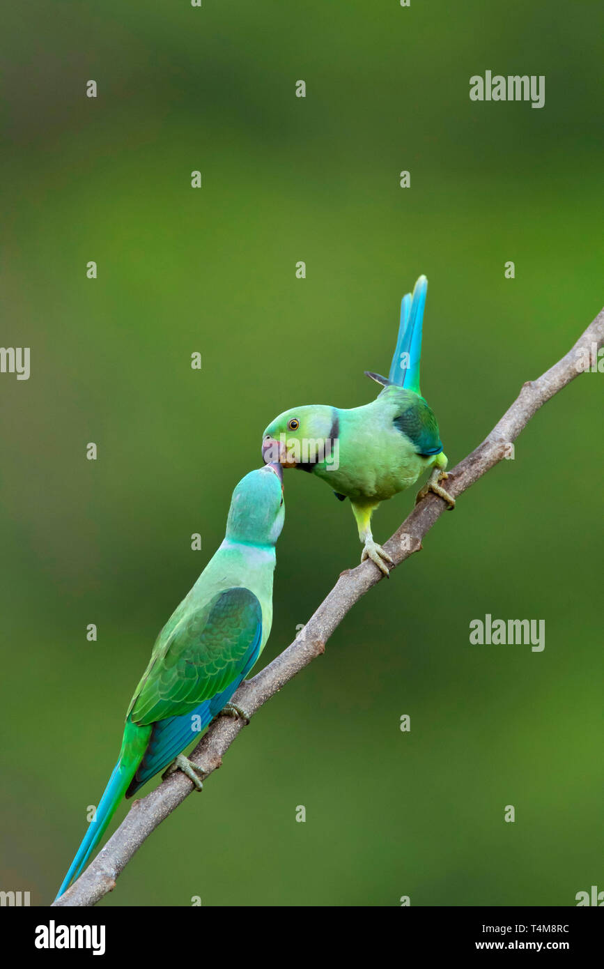 Blue-winged parakeet toui, Malabar, Psittacula columboides, montagnes de Nilgiri, Western Ghats, Tamil Nadu, Inde. Banque D'Images