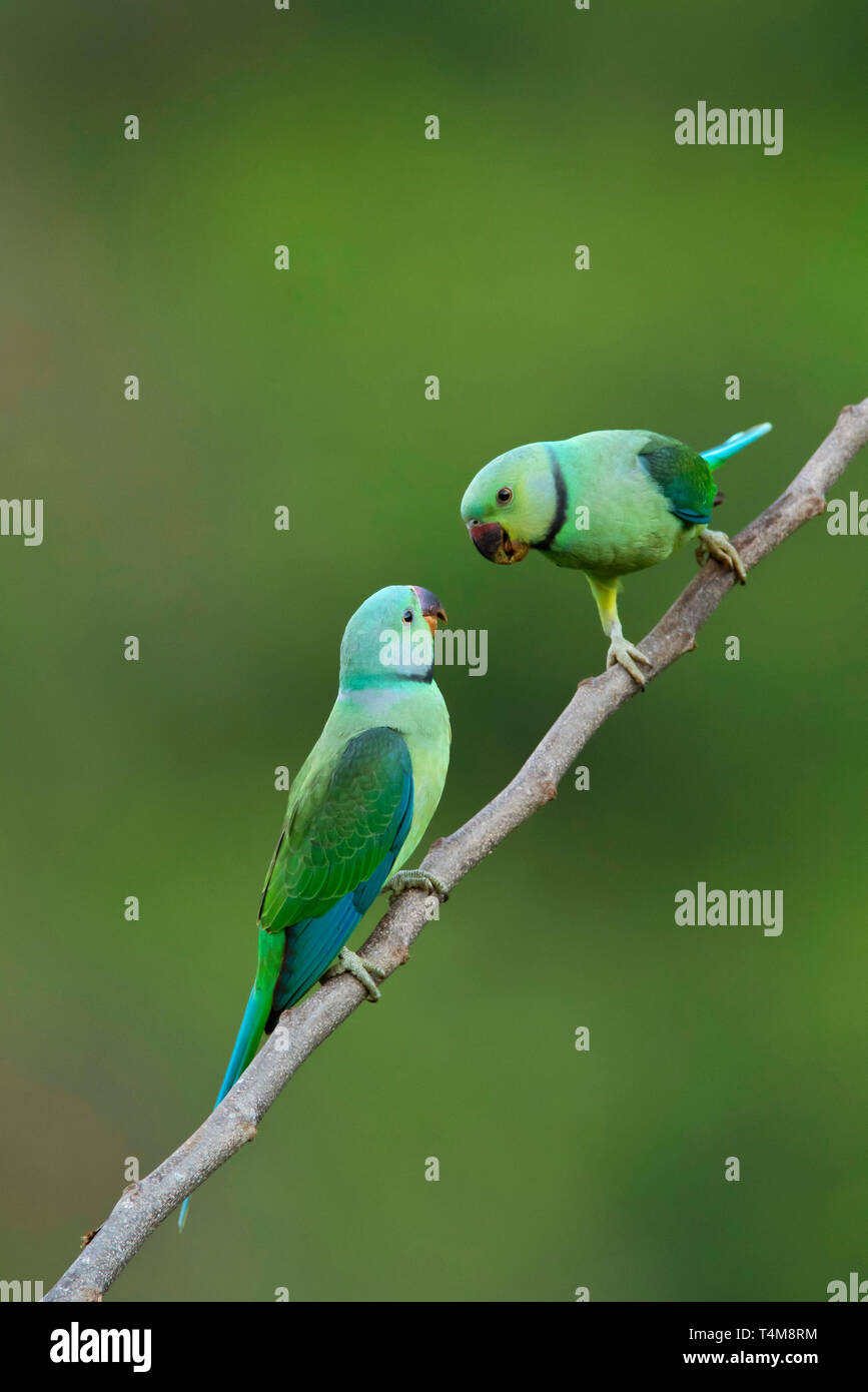 Blue-winged parakeet toui, Malabar, Psittacula columboides, montagnes de Nilgiri, Western Ghats, Tamil Nadu, Inde. Banque D'Images
