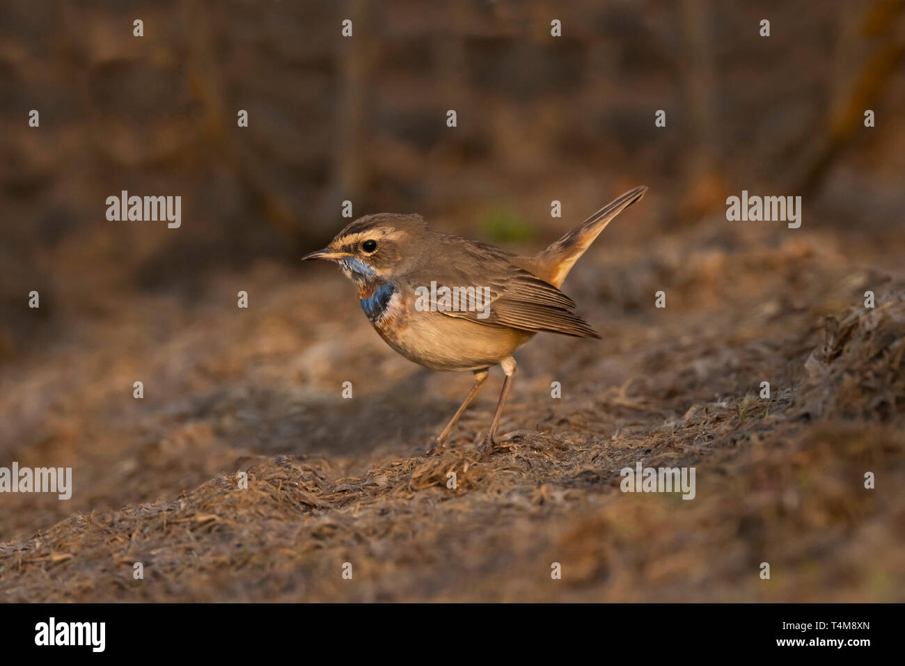 Gorgebleue à miroir, Luscinia svecica, Pune, Maharashtra, Inde. Banque D'Images