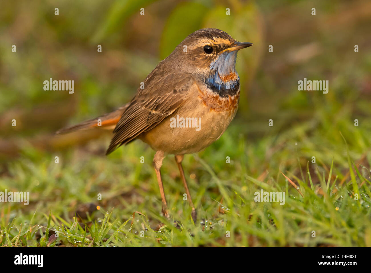 Gorgebleue à miroir, Luscinia svecica, Pune, Maharashtra, Inde. Banque D'Images