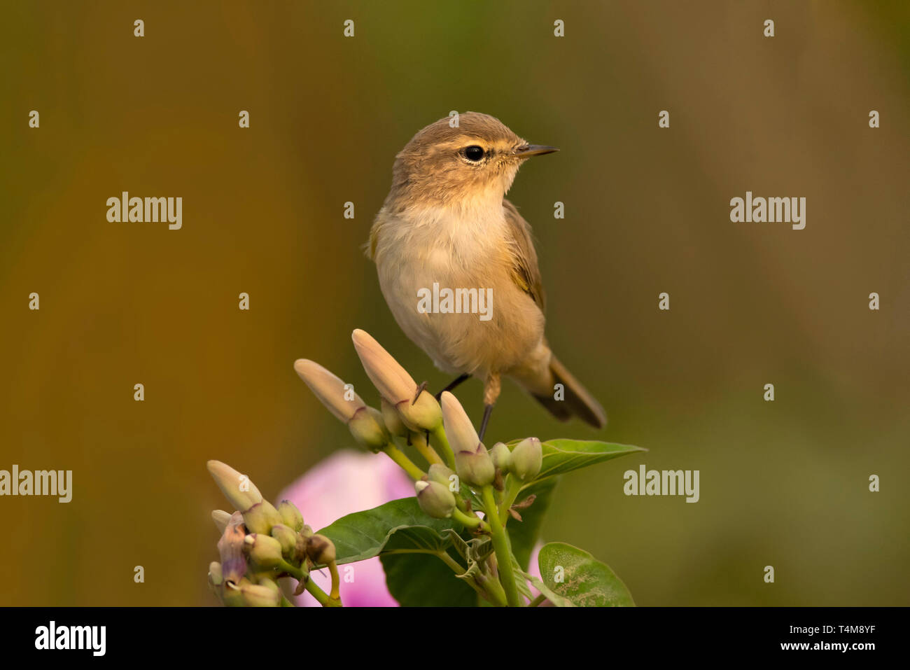 Grosbec casse-noyaux, Phylloscopus collybita, Pune, Maharashtra, Inde. Banque D'Images
