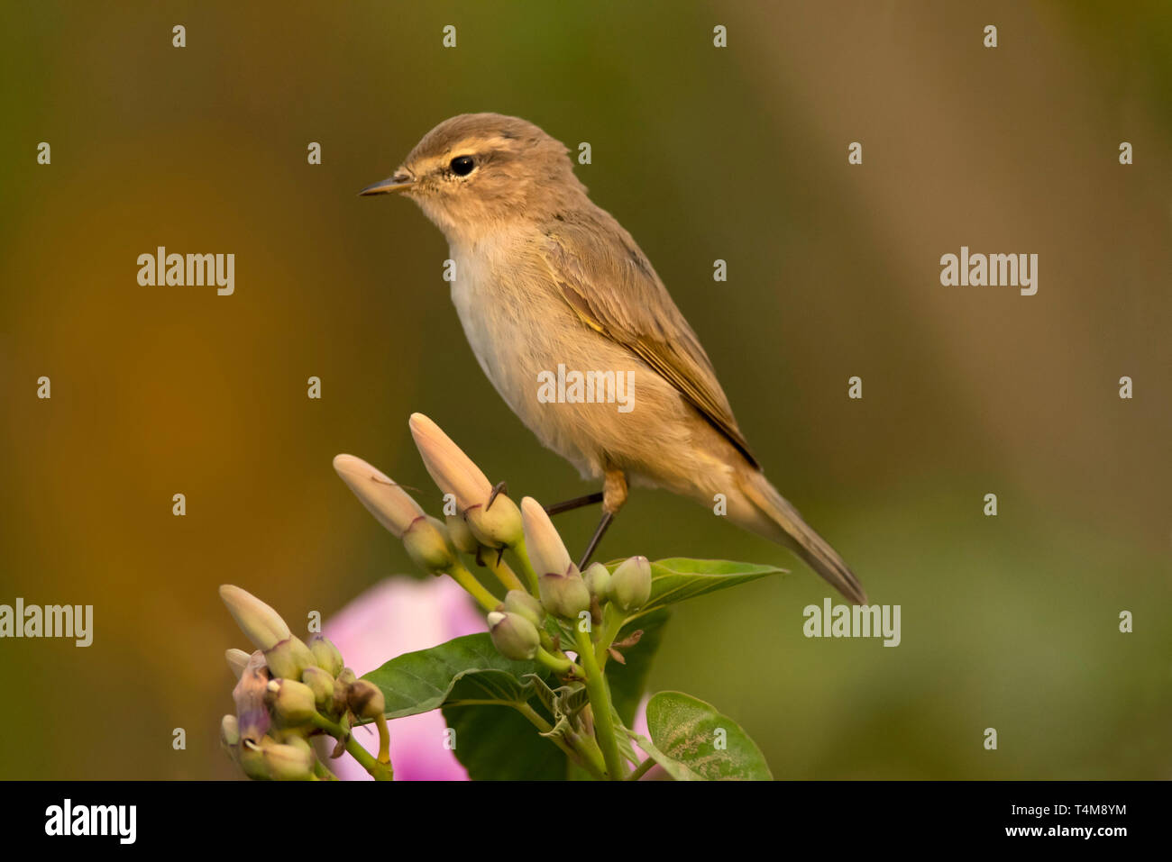 Grosbec casse-noyaux, Phylloscopus collybita, Pune, Maharashtra, Inde. Banque D'Images