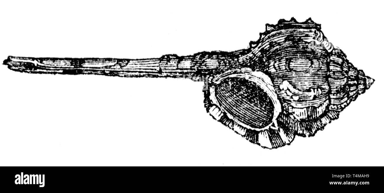 Couper du bois gravé, illustration tirée de "Le Trésor de l'Histoire Naturelle" par Samuel Maunder, publié 1848 Banque D'Images