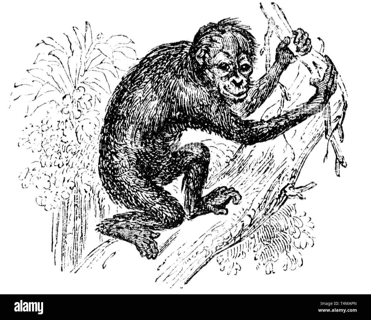 Couper du bois gravé, illustration tirée de "Le Trésor de l'Histoire Naturelle" par Samuel Maunder, publié 1848 Banque D'Images Couper du bois gravé, illustration tirée de "Le Trésor de l'Histoire Naturelle" par Samuel Maunder, publié 1848 Banque D'Images