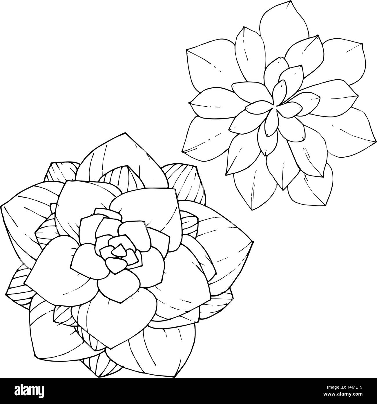 Vector floral fleur botanique succulentes. Gravée en noir et blanc L'art de l'encre. élément illustration succulentes isolés Illustration de Vecteur