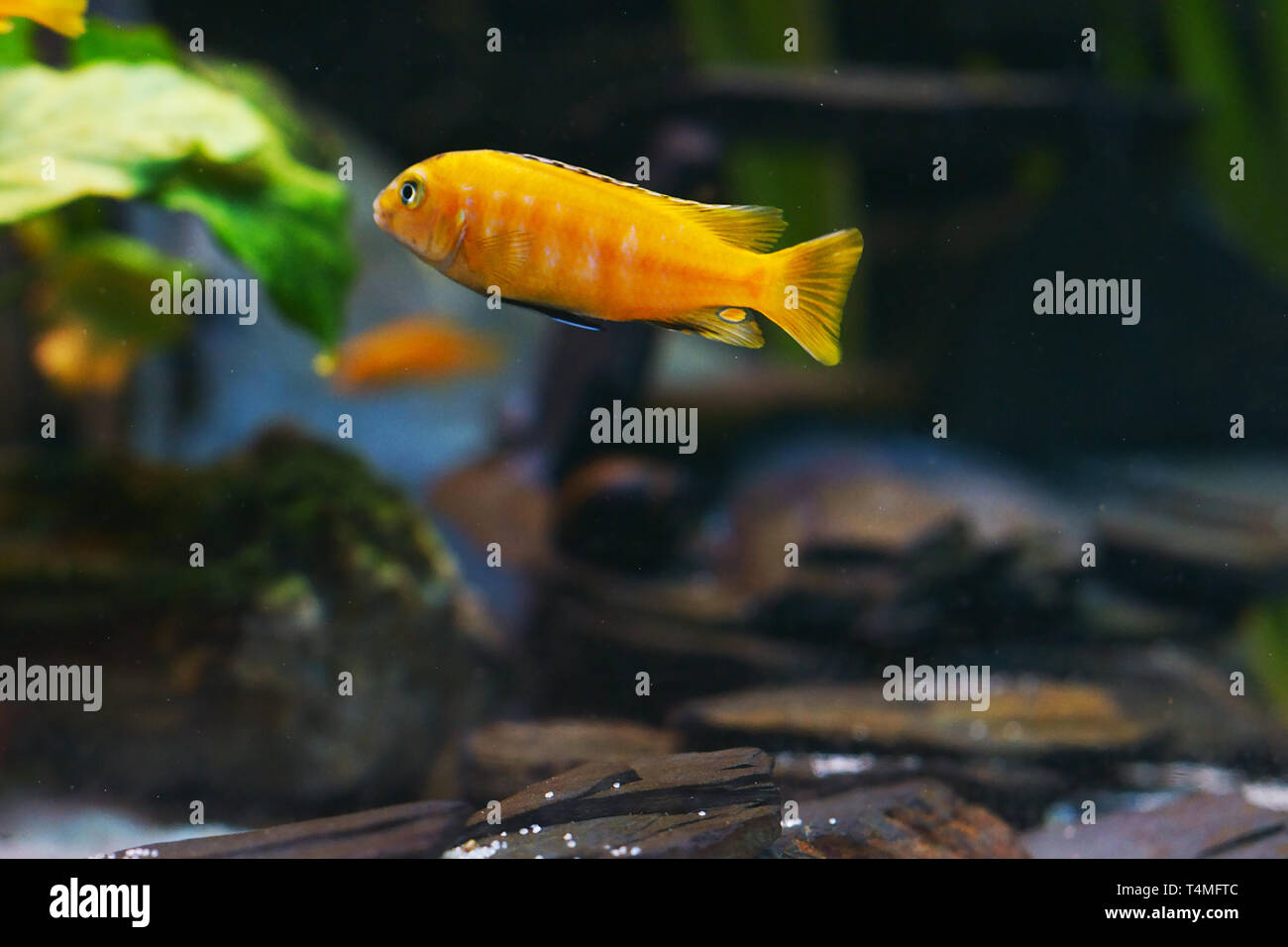 Poissons, Saulos's Mbuna, homme de Pseudotropheus saulosi, Cichlidae, lac Malawi, Afrique Banque D'Images