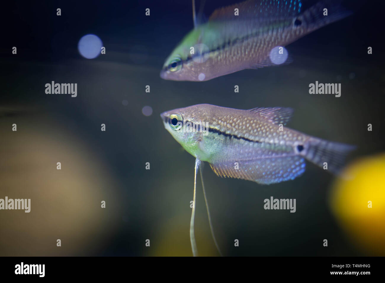 Les poissons d'aquarium d'eau douce, la perle de l'Asie ou gourami trichopodus leeri Banque D'Images