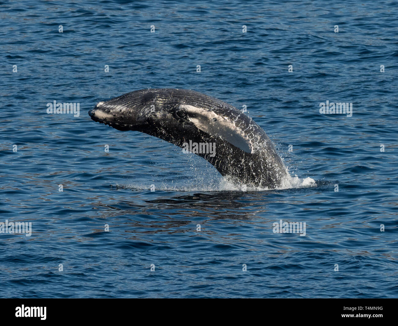 Rorqual à bosse, Megaptera novaeangliae, violer off de Cabo San Lucas, Baja California, Mexique Banque D'Images