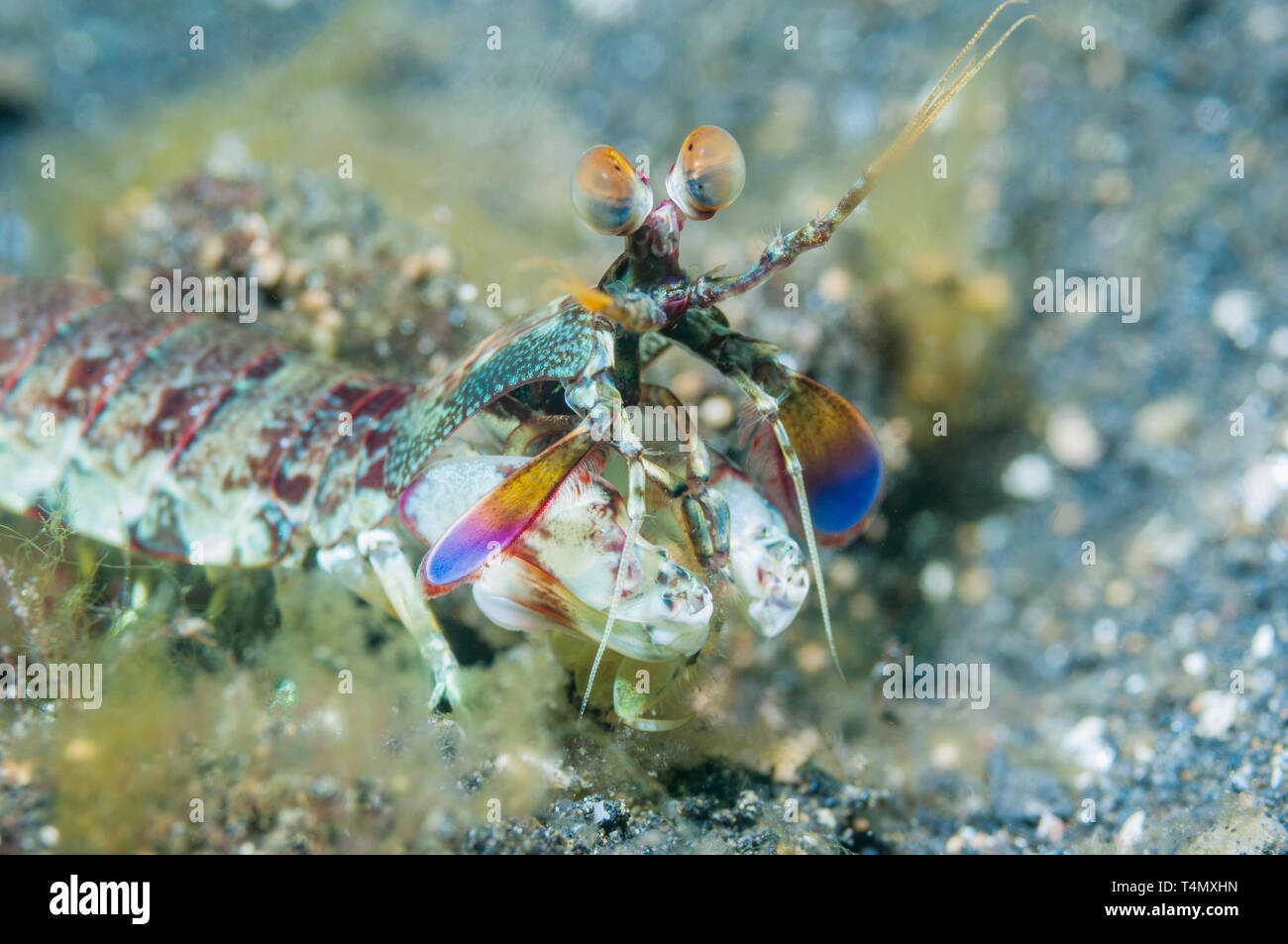 Le hibou rose Crevette Mantis [Odontodactylus latirostris]. Nord de Sulawesi, Indonésie. Banque D'Images