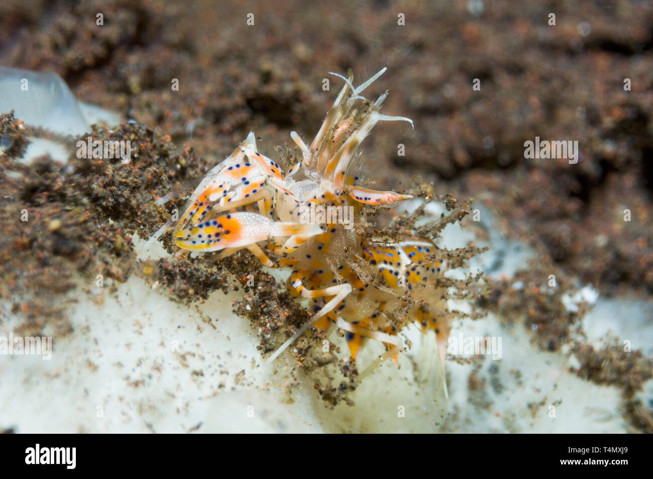Crevettes crevettes tigrées, élégant, épineuses [Phyllognathia ceratophthalma crevettes]. La Papouasie occidentale, en Indonésie. Indo-ouest pacifique. Banque D'Images