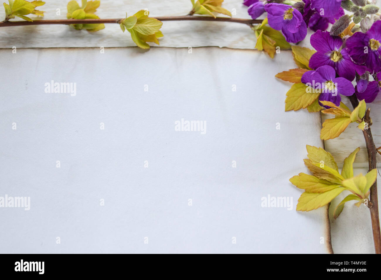 Sur les planches de bois blanc, les branches avec des feuilles jaunes et violettes, une feuille de papier blanc brûlé sur les bords, laissant la place pour le texte. Bac Concept Banque D'Images