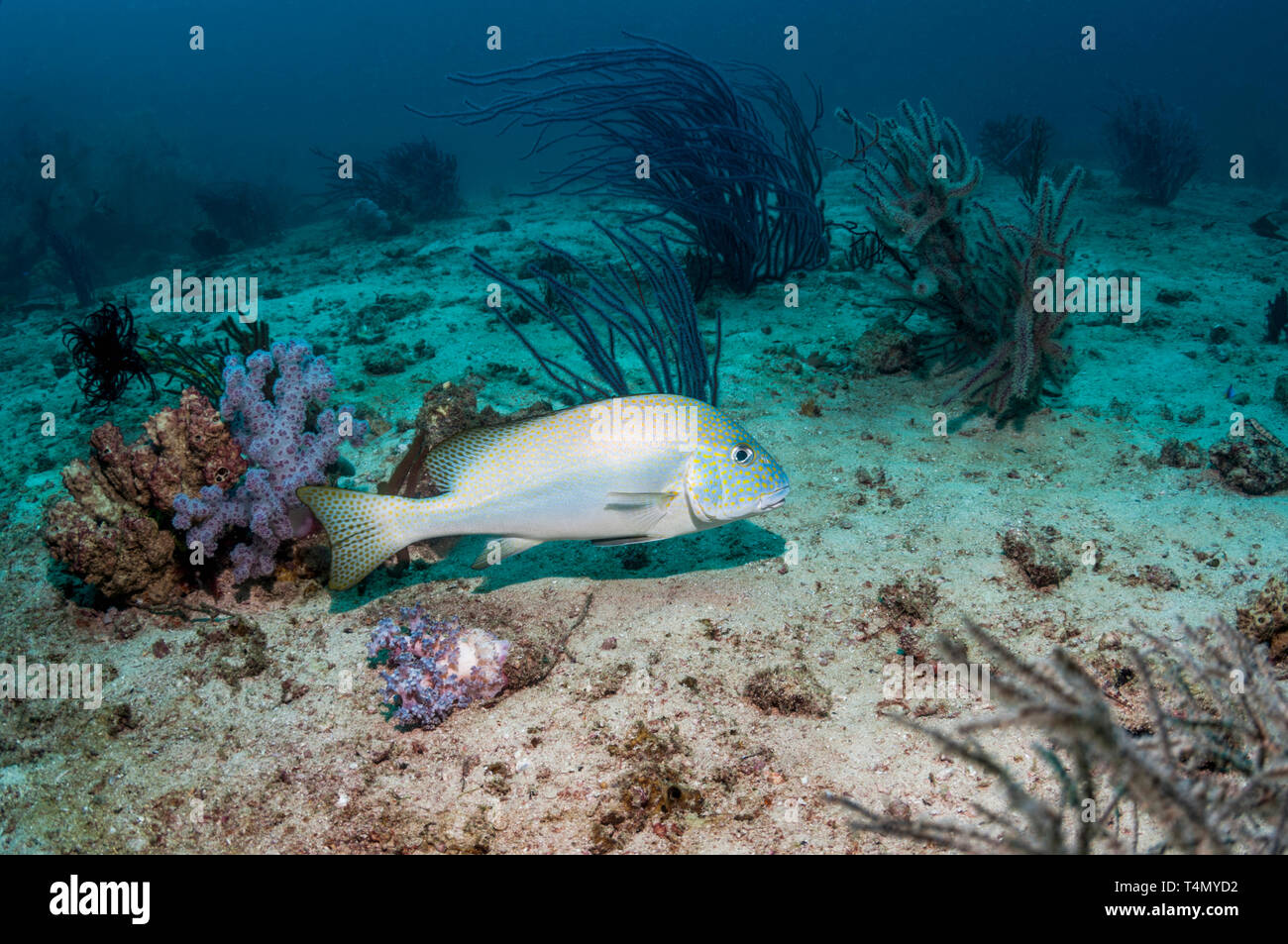 Gold-spotted sweetlips Plectorhinchus [flavomaculatus]. Triton Bay, en Papouasie occidentale, en Indonésie. Banque D'Images