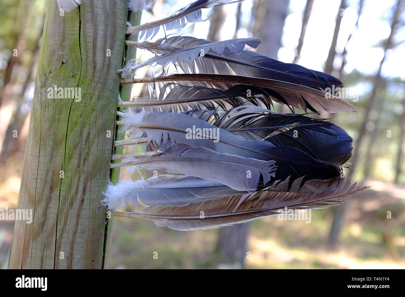 Le plumage des oiseaux attachés à bois patiné post, holkham, North Norfolk, Angleterre Banque D'Images