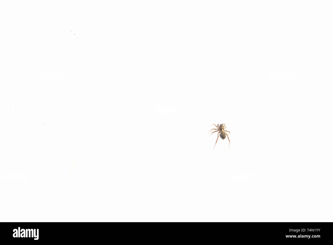 Peu d'araignées noires sur la neige au début du printemps Banque D'Images