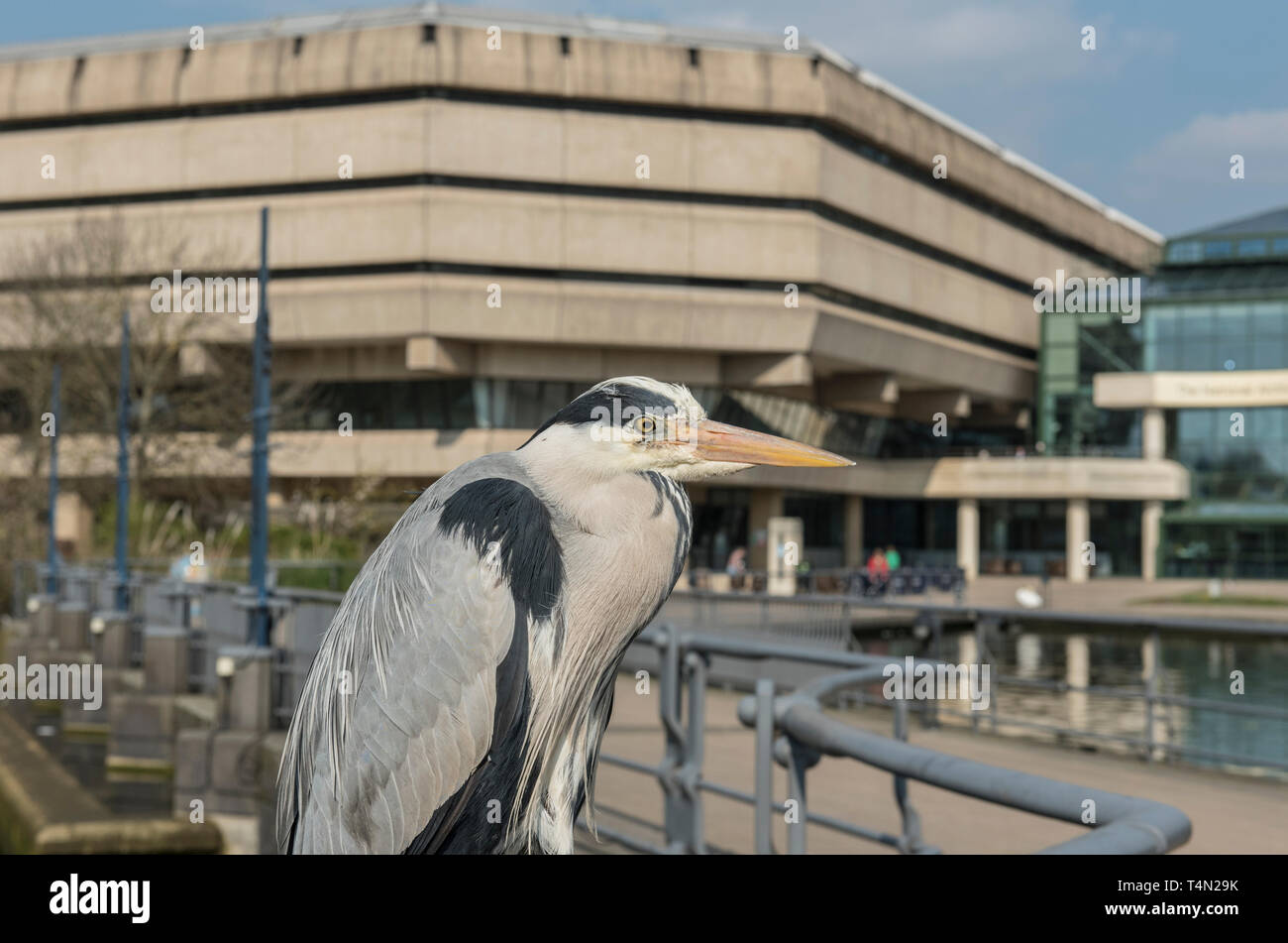 Vue latérale d'un héron cendré (Ardea cinera) appelé Hérode. Il mange tous les autres oiseaux poussins au TNA Banque D'Images