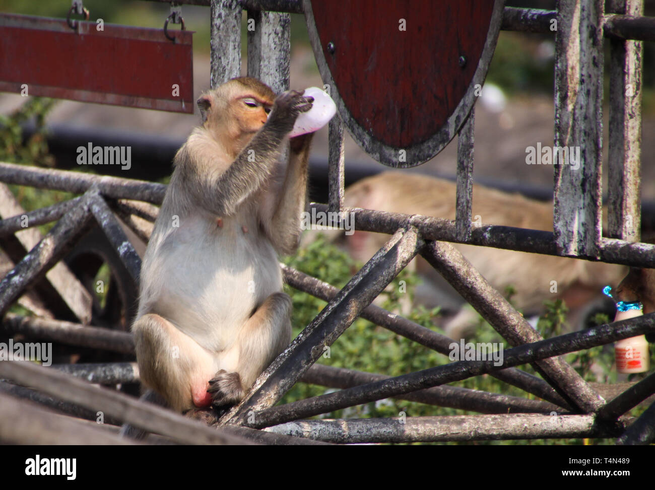 Manger du crabe macaque (Macaca fascicularis) yaourts à boire à partir de bouteille en plastique à monkey town Lopburi, au nord de Bangkok, Thaïlande Banque D'Images