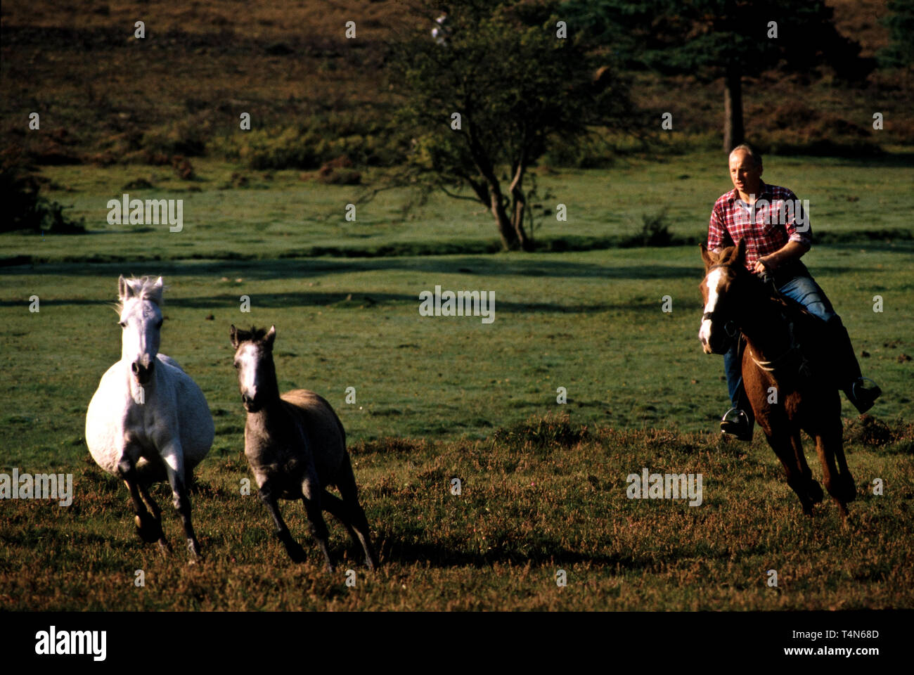 Poney New Forest round up en 1986 photos montrent le cycle annuel ni de dérive de la nouvelle forêt poneys dans la New Forest dans le Hampshire en Angleterre en 1986. Banque D'Images