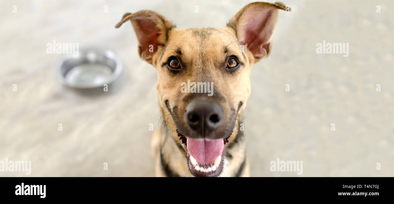 Happy dog bowl est un très petit chien excité qu'il va être obtenir sa nourriture. Banque D'Images