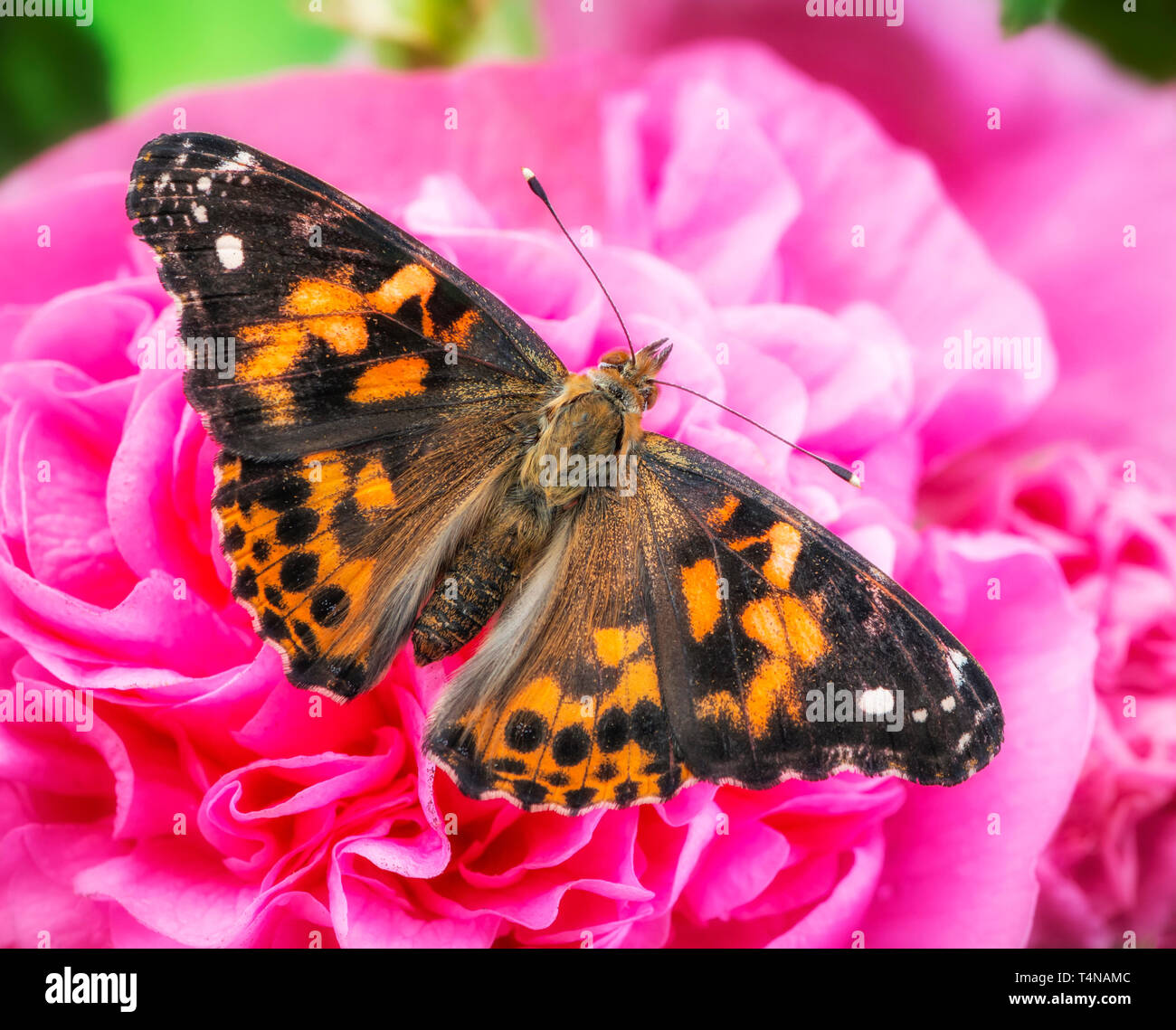 Papillon belle dame (Vanessa cardui) reposant sur une rose trémière rose fleur, avec les ailes écartées - Vue de dessus Banque D'Images