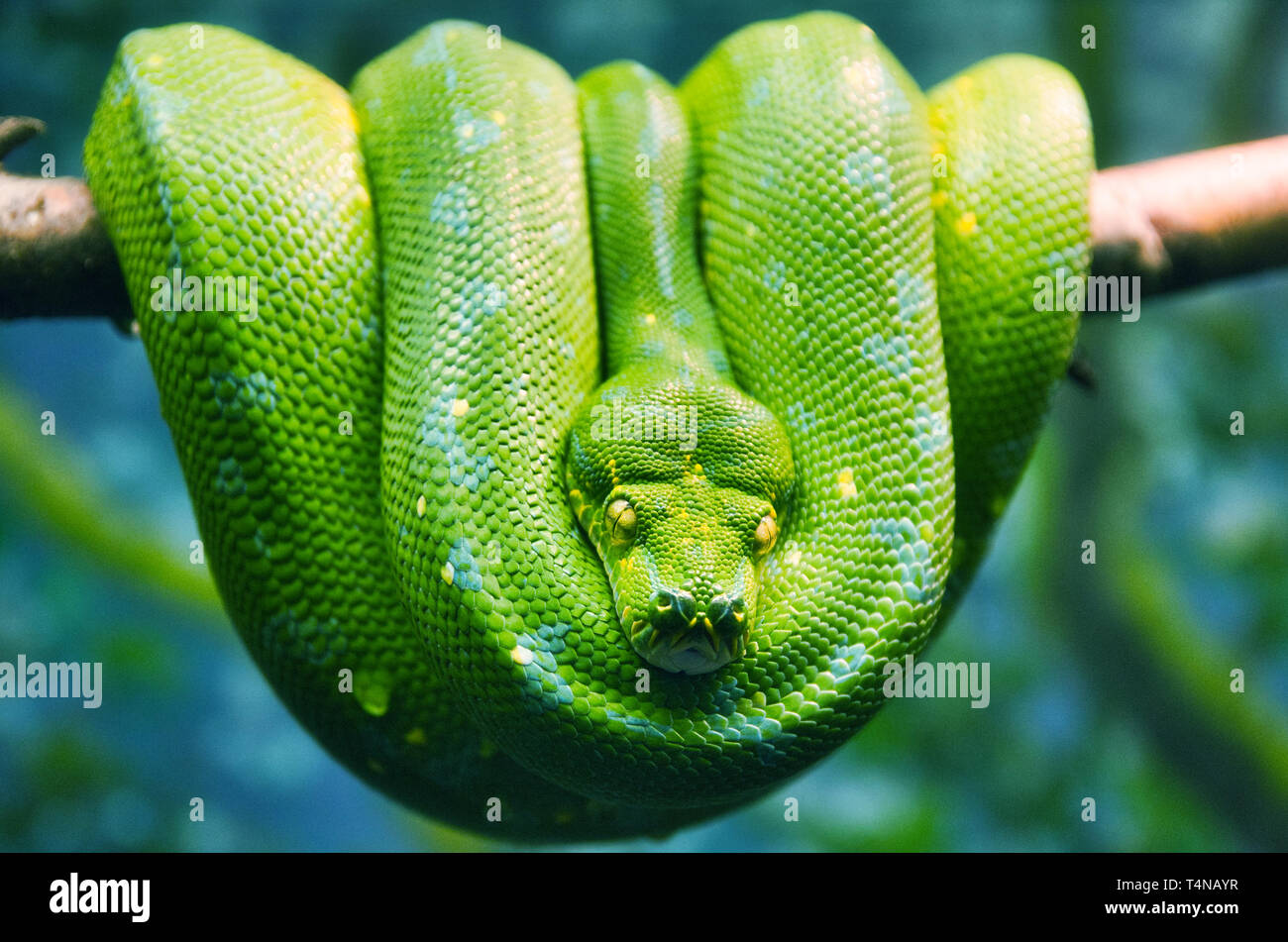 L'Arbre Vert lumineux suspendus Python sur une branche Banque D'Images