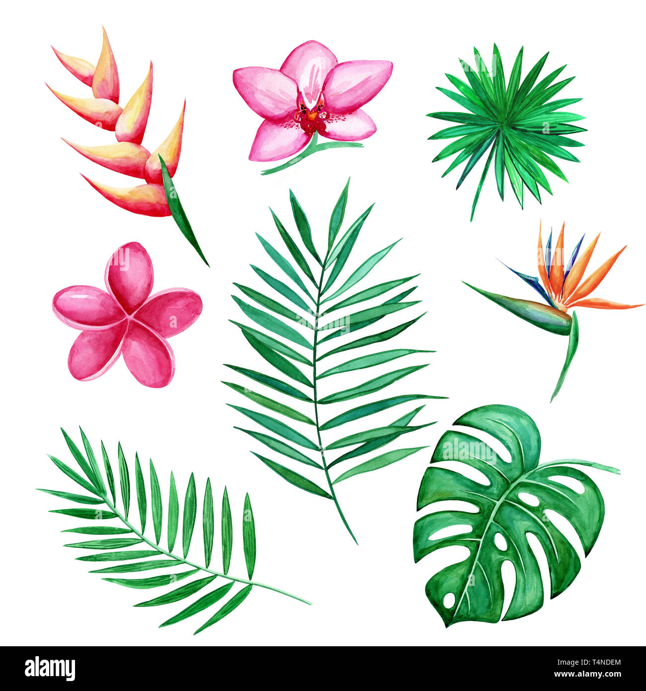 Aquarelle ensemble de feuilles et fleurs tropicales éléments isolé sur fond blanc. Illustration dessinée à la main. Banque D'Images