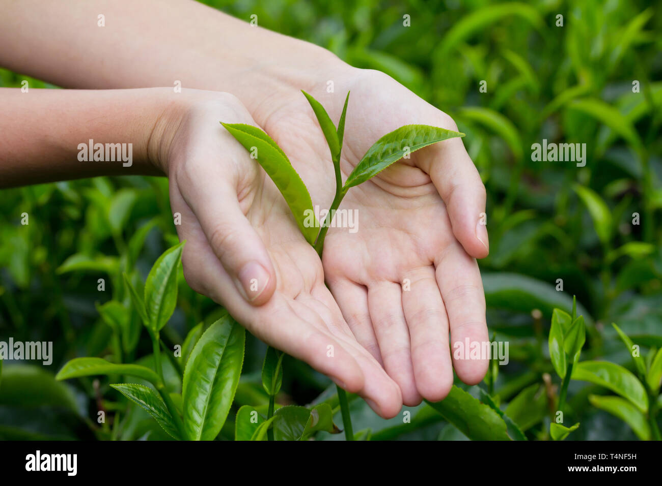 Feuilles de thé fraîches dans les mains sur un plateau bush à plantation Banque D'Images