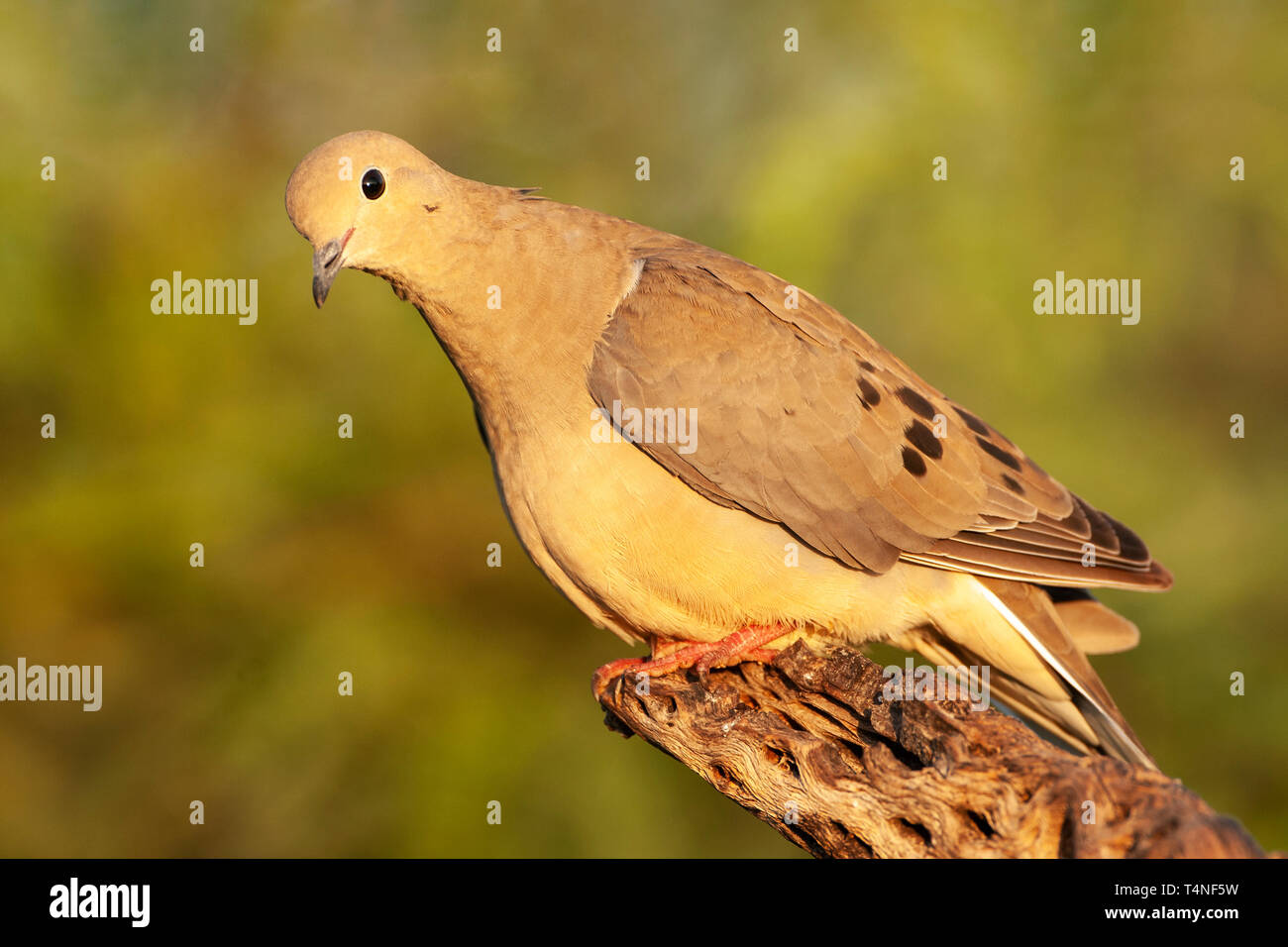 Amérique du Nord ; United States ; Arizona ; Madera Canyon ; faune ; oiseaux ; Tourterelle triste (Zenaida macroura) ; Banque D'Images
