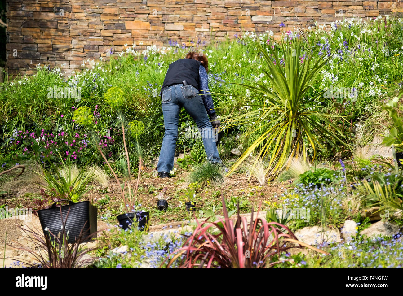 Une femme travaillant sur un jardin en pente. Banque D'Images