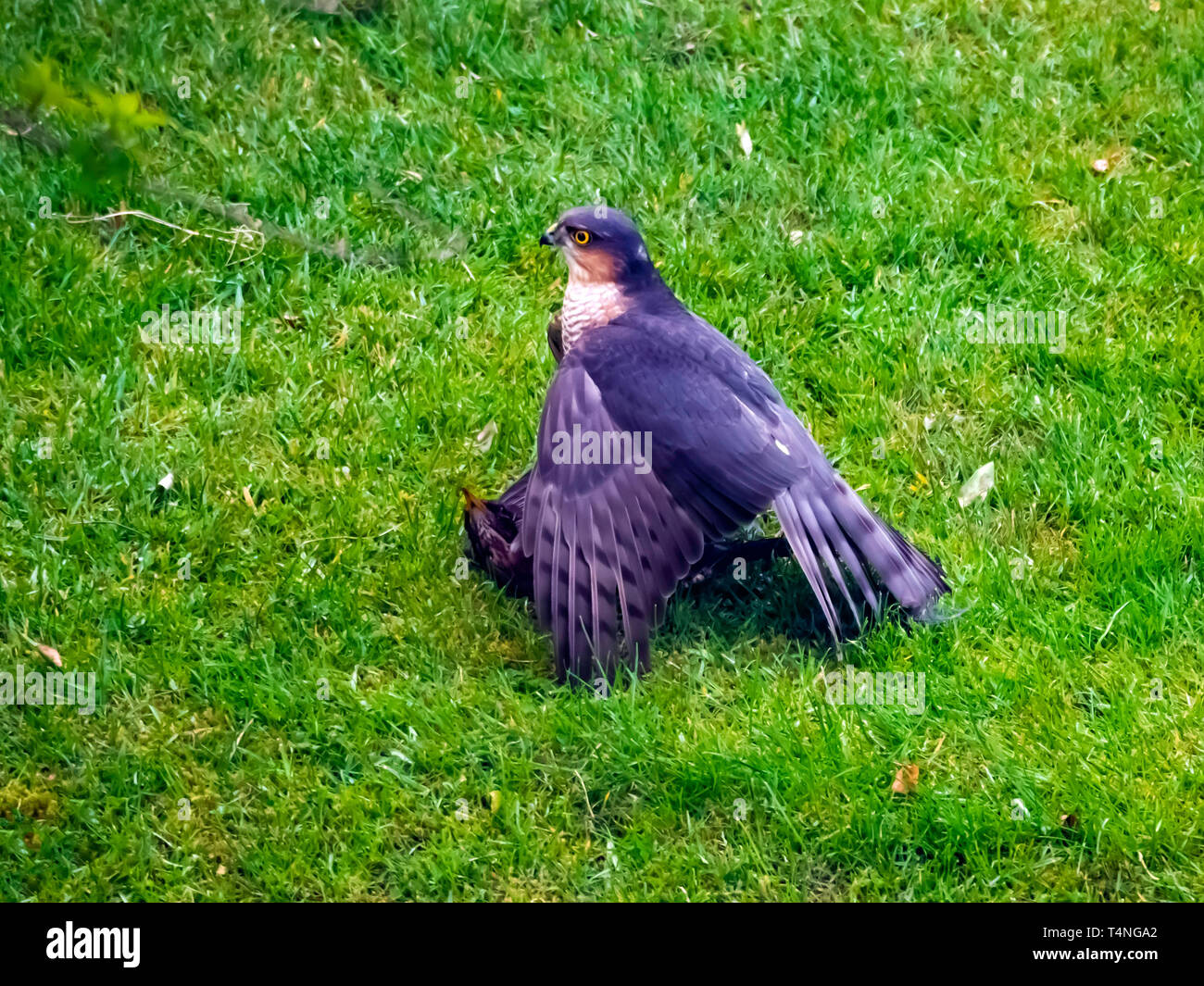 Un homme Épervier Accipter nisus juste après avoir attrapé une proie Blackbird Turdus merula dans un jardin de banlieue Banque D'Images