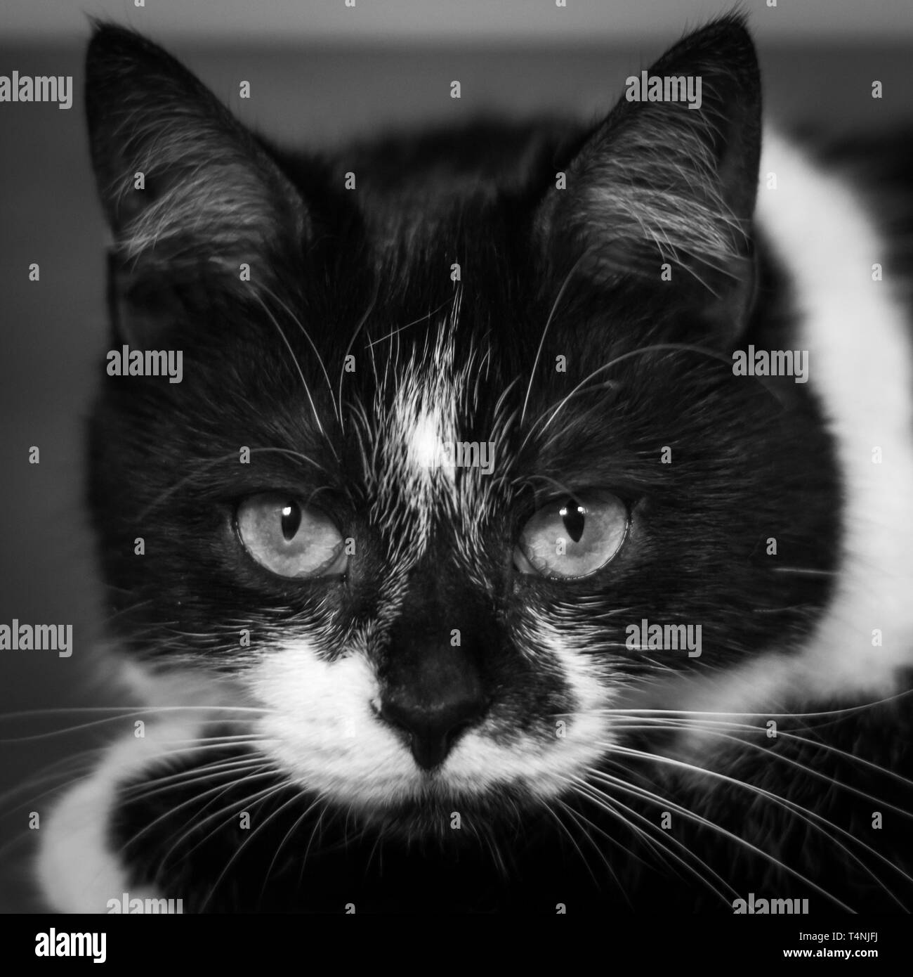 Portrait d'un chat noir et blanc à la recherche directement à l'appareil photo avec ses grands yeux verts Banque D'Images