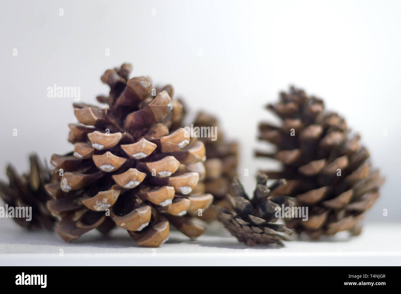 De nombreux cônes de pin isolé en fond blanc Banque D'Images