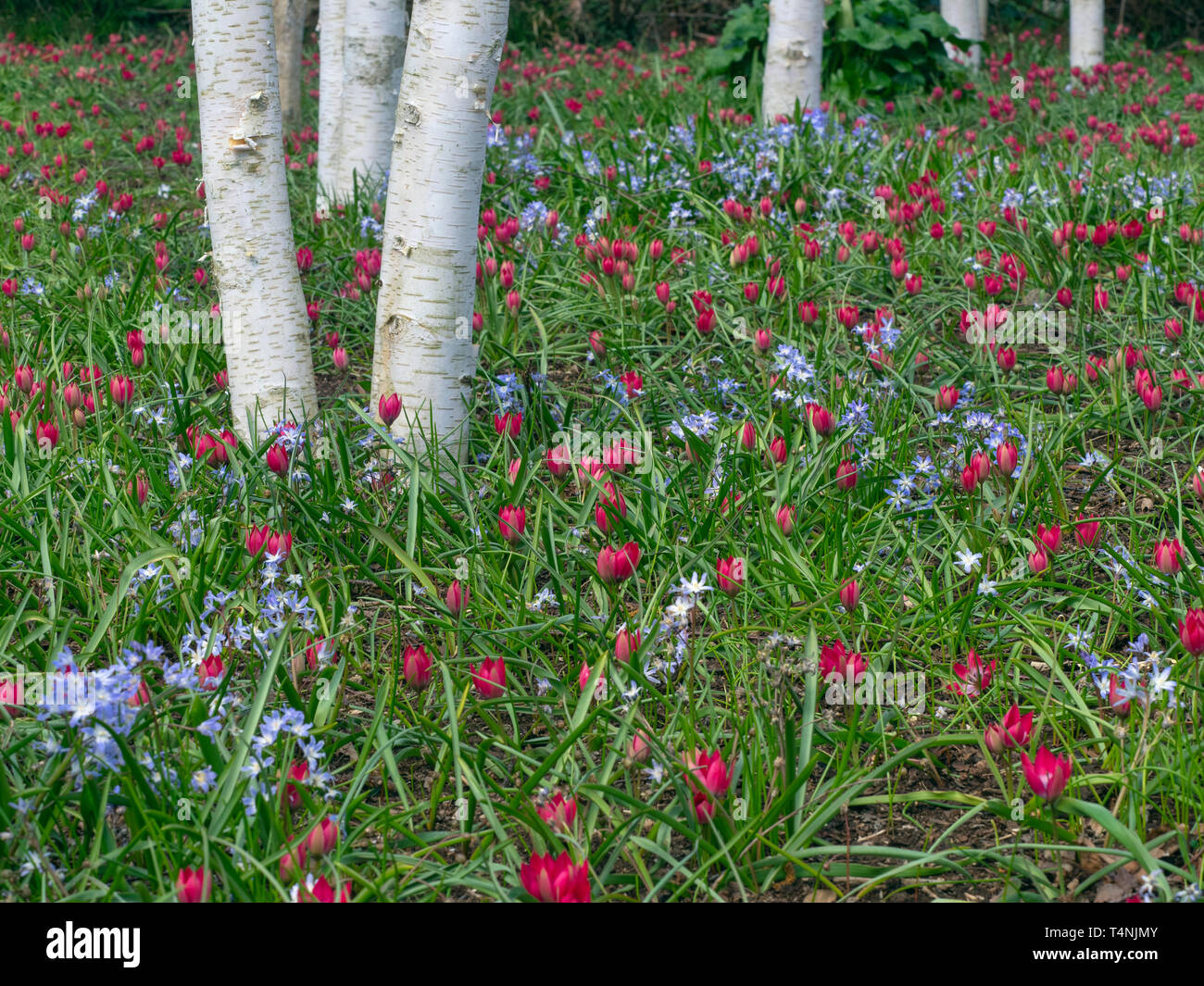 Himalayan Bouleaux Betula utilis jacquemontii var et tulipes naines rouges avec Chionodoxa luciliae Banque D'Images