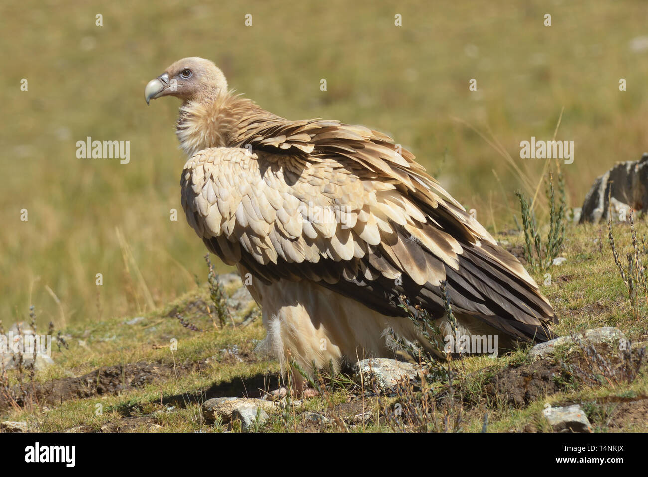Himalayan vautour fauve (Gyps himalayensis) sur le plateau tibétain Banque D'Images