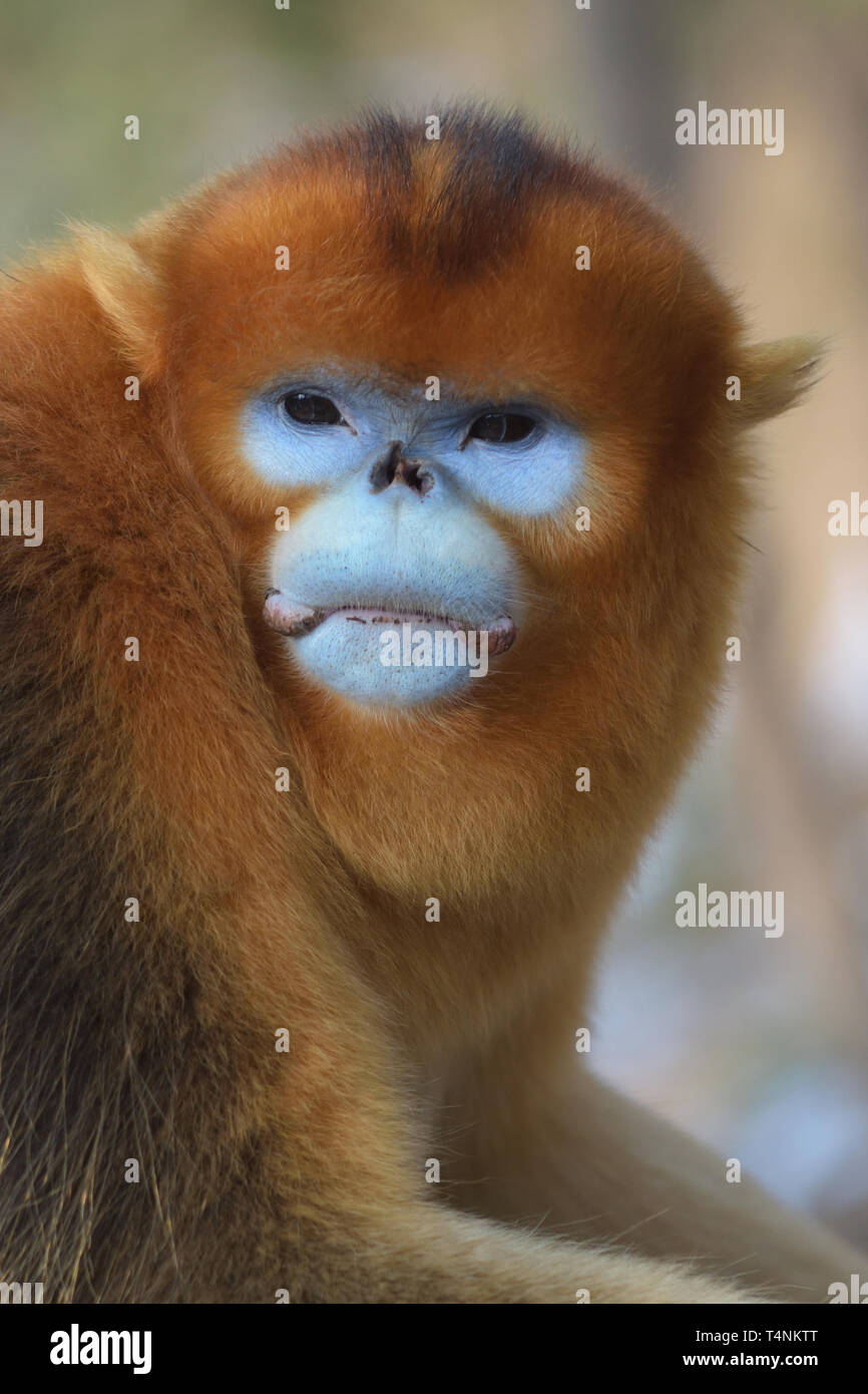 Mâle Golden snub-nosed (Rhinopithecus roxellana singe) dans les montagnes chinoises. Banque D'Images