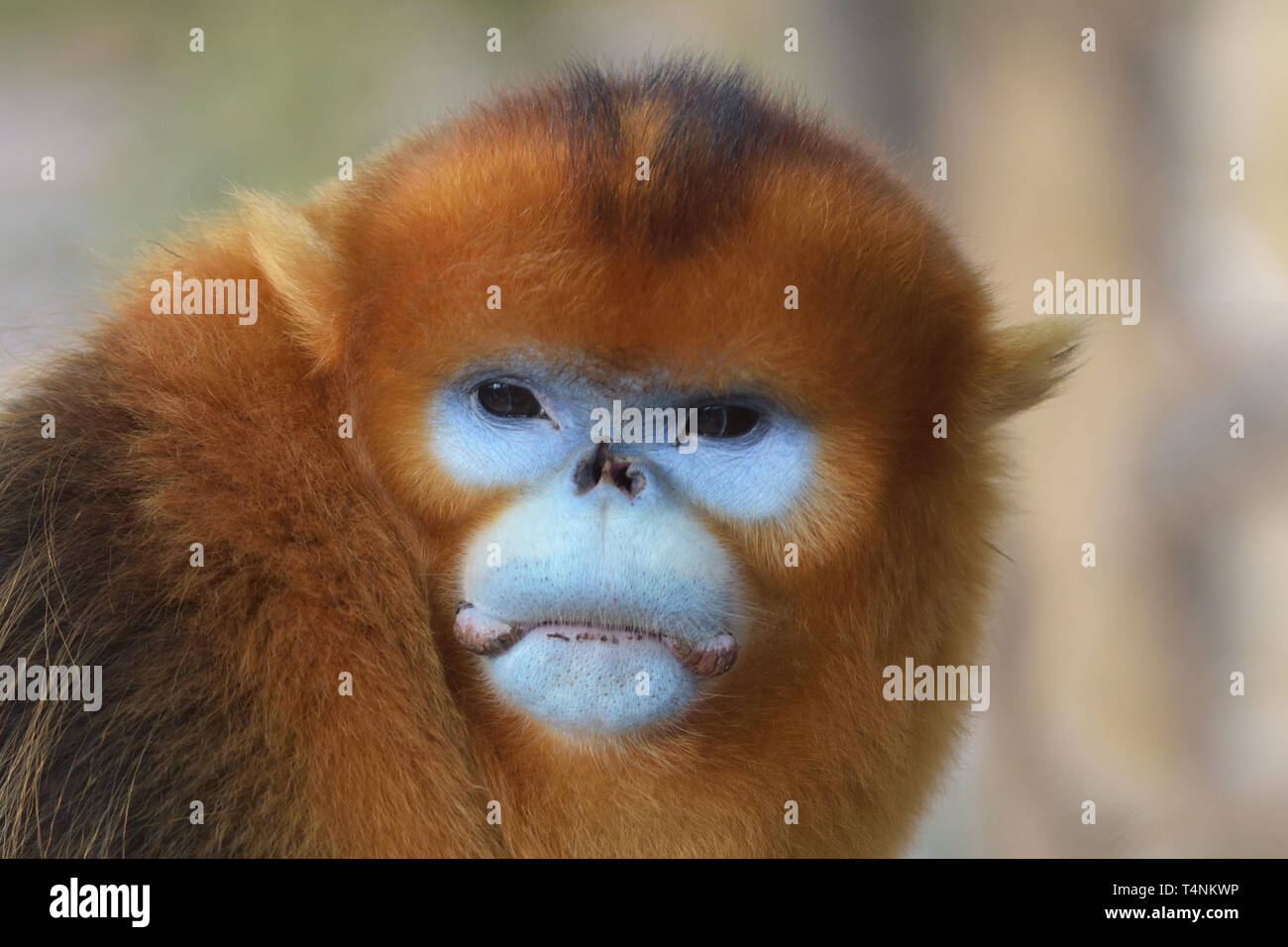 Mâle Golden snub-nosed (Rhinopithecus roxellana singe) dans les montagnes chinoises. Banque D'Images