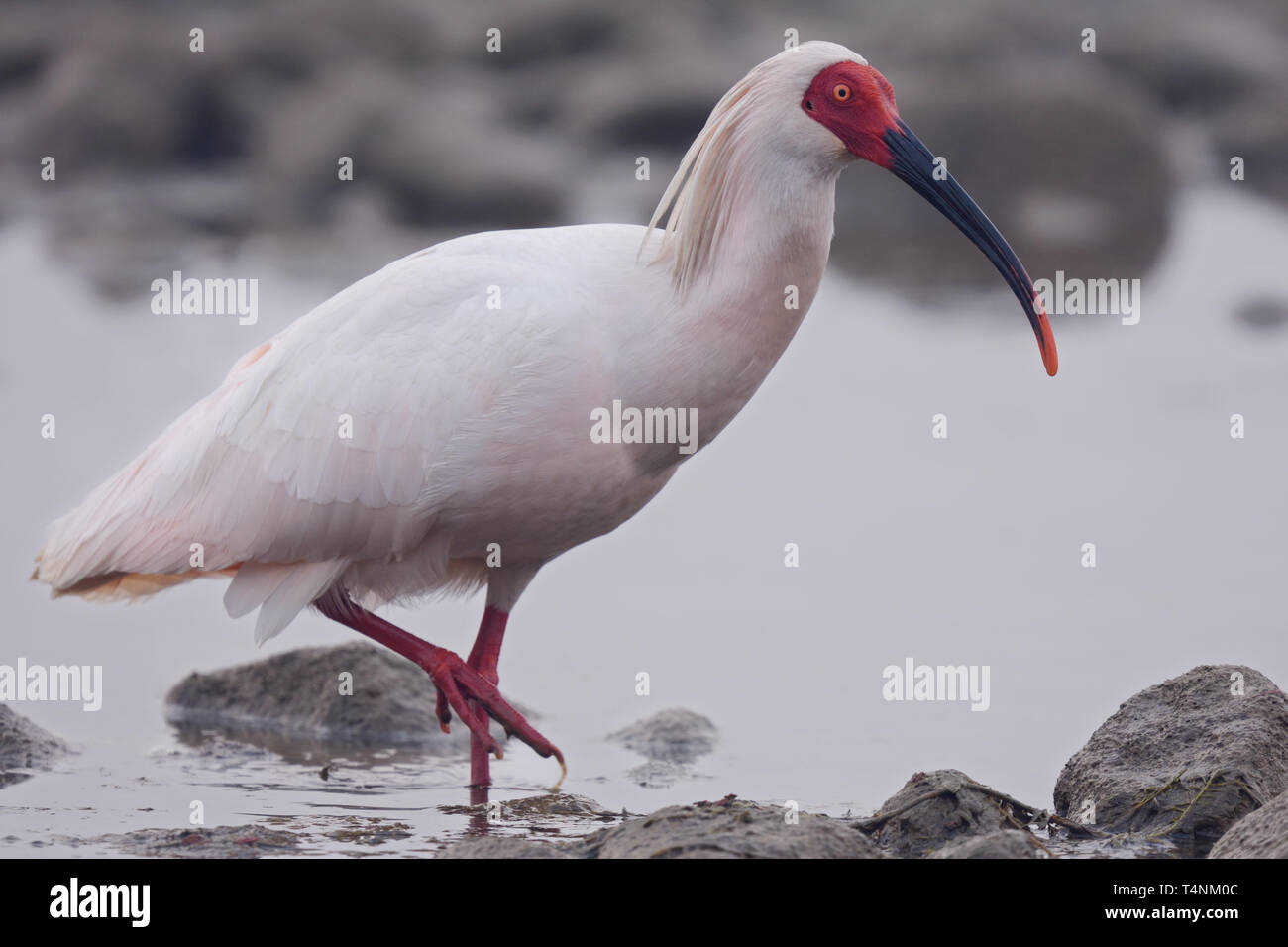 Ibis nippon (Nipponia nippon) à la rivière Han, Chine Banque D'Images