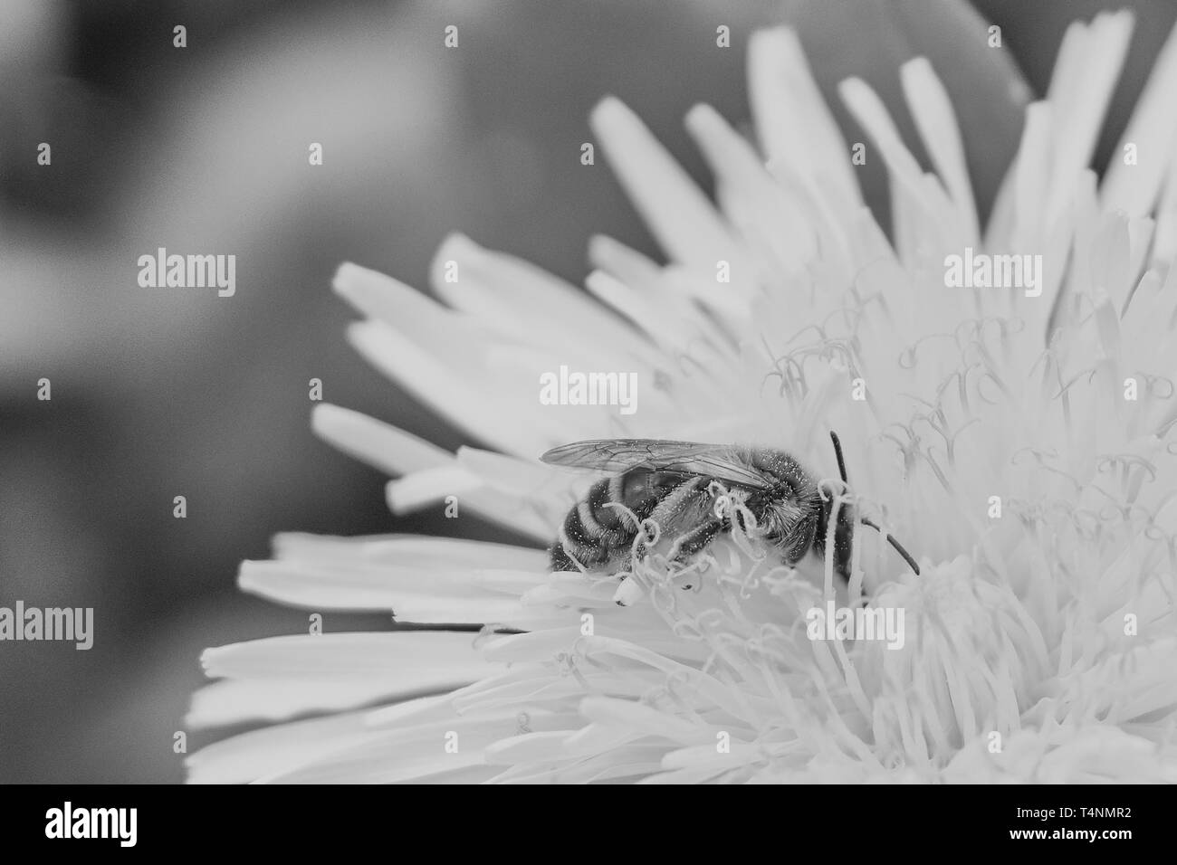Bee est la collecte du pollen d'une fleur de pissenlit jaune, noir et blanc photo Banque D'Images