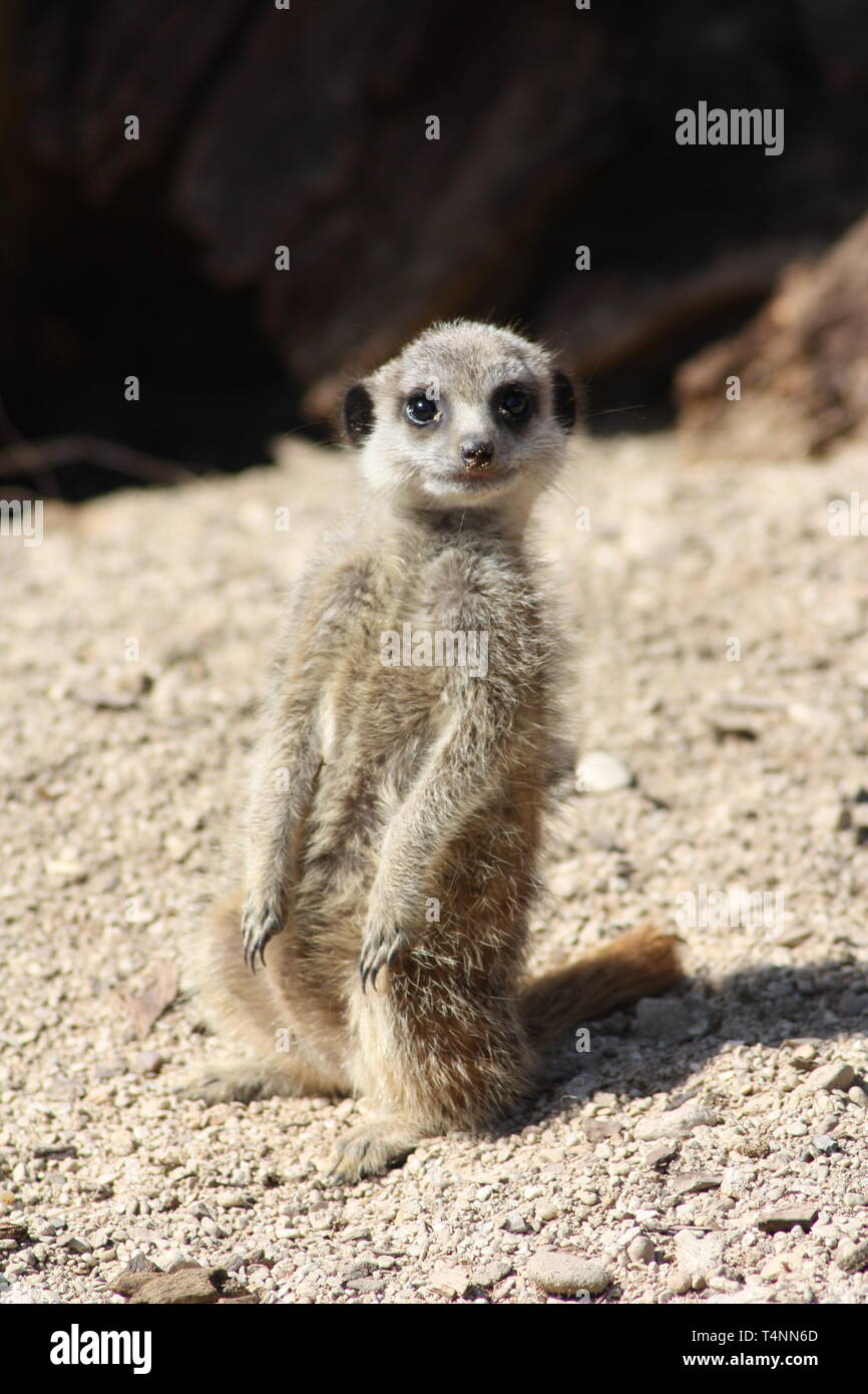 Meerkat bébé regardant la caméra Banque D'Images