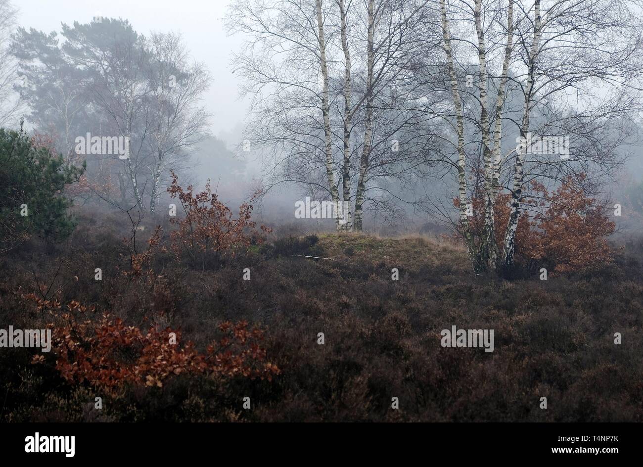 Les arbres forestiers dans la brume de l'hiver aux Pays-Bas Banque D'Images