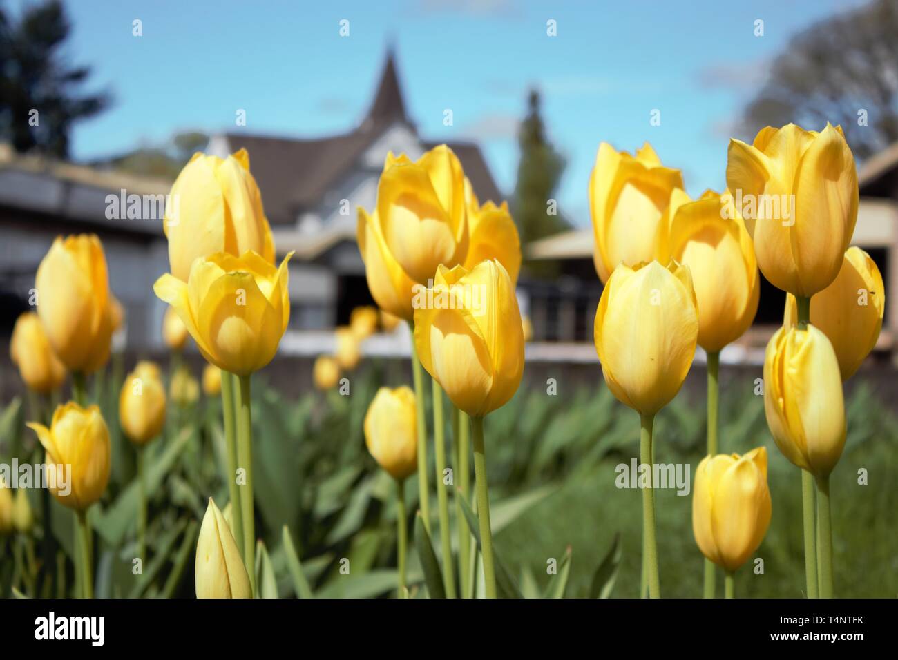 Belles fleurs tulipes jaunes dans le soleil du printemps Banque D'Images