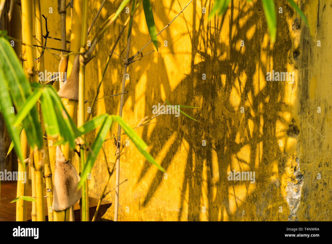 Bambou de l'ombre jaune sur le mur. L'accent sur le mur Photo Stock - Alamy