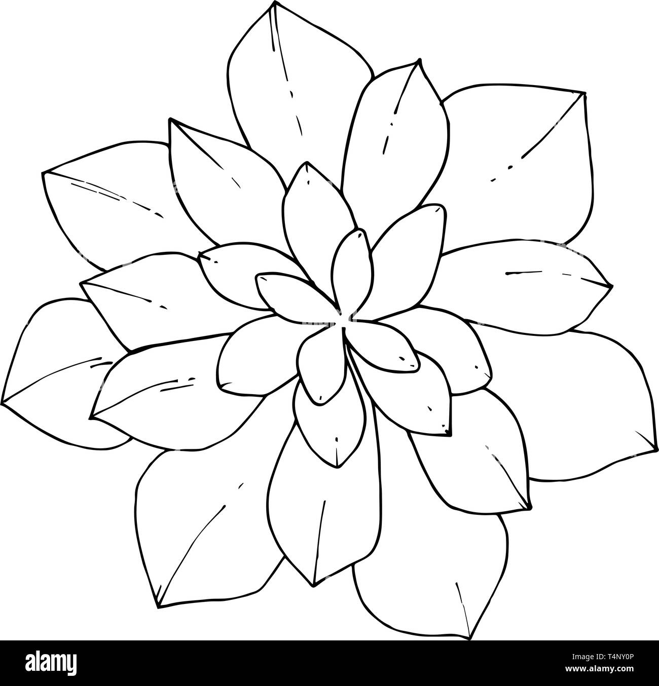 Vector floral fleur botanique succulentes. Gravée en noir et blanc L'art de l'encre. élément illustration succulentes isolés Illustration de Vecteur