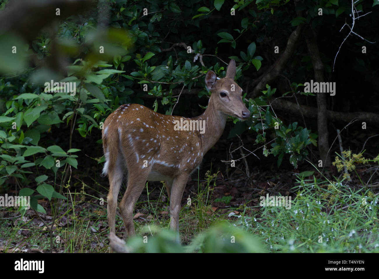 Cerf tacheté, Chital, Cerf Axis. Cervus axe ou Axis axis. Sri Lanka Banque D'Images