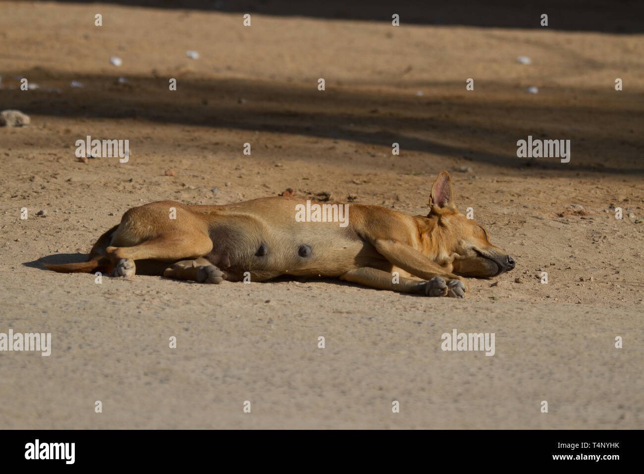 Sleeping Dog en rue. Le Sri Lanka. Banque D'Images