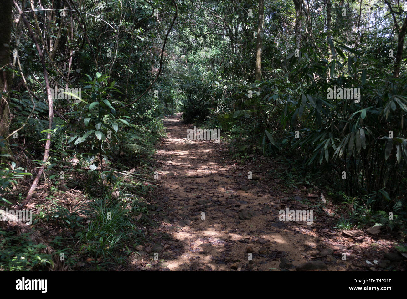Réserve forestière de Sinharaja. Le Sri Lanka. Banque D'Images